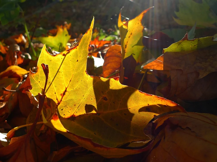 the bright leaves are yellow and brown