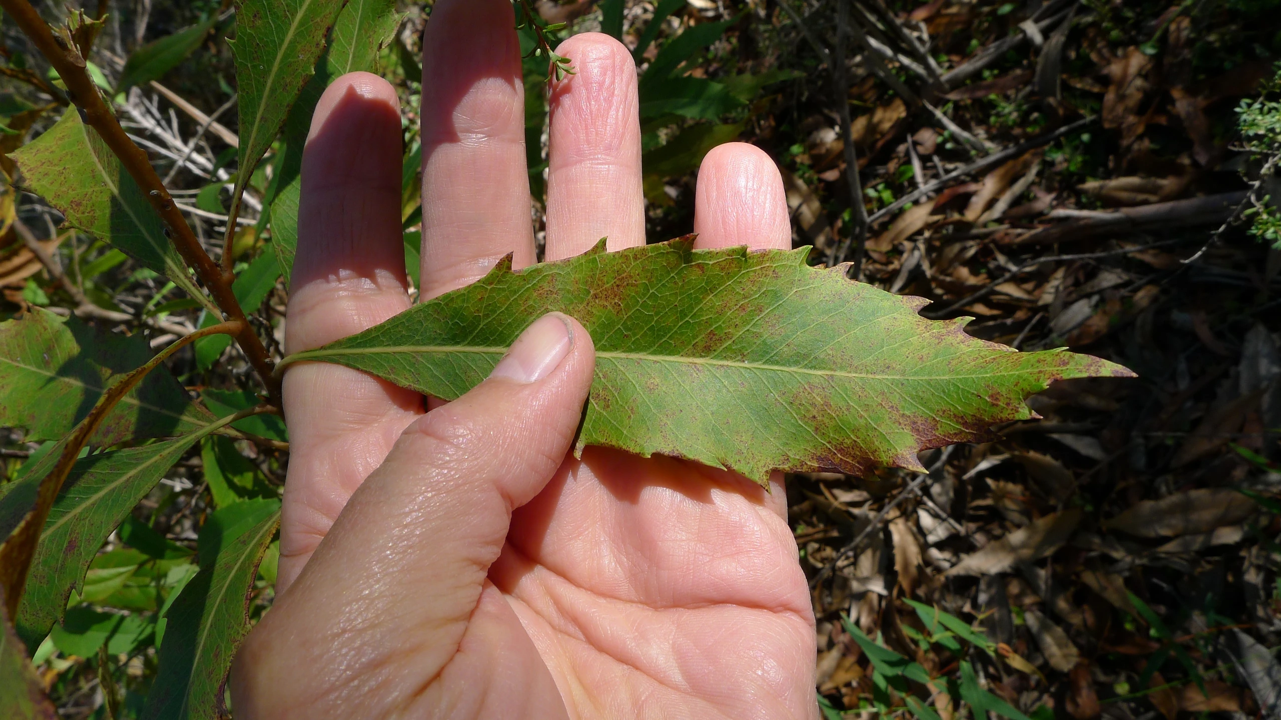 a leaf being held by someone in their hand