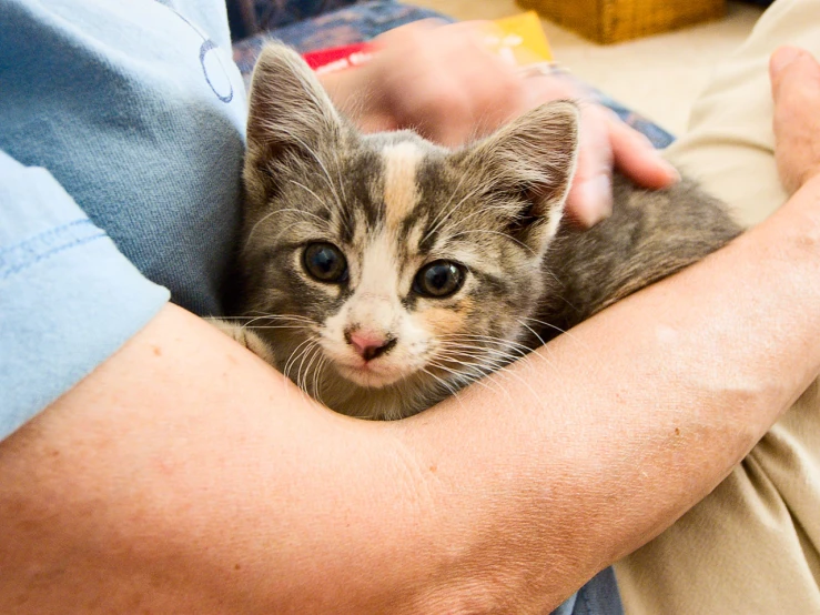 someone is holding a small kitten close together