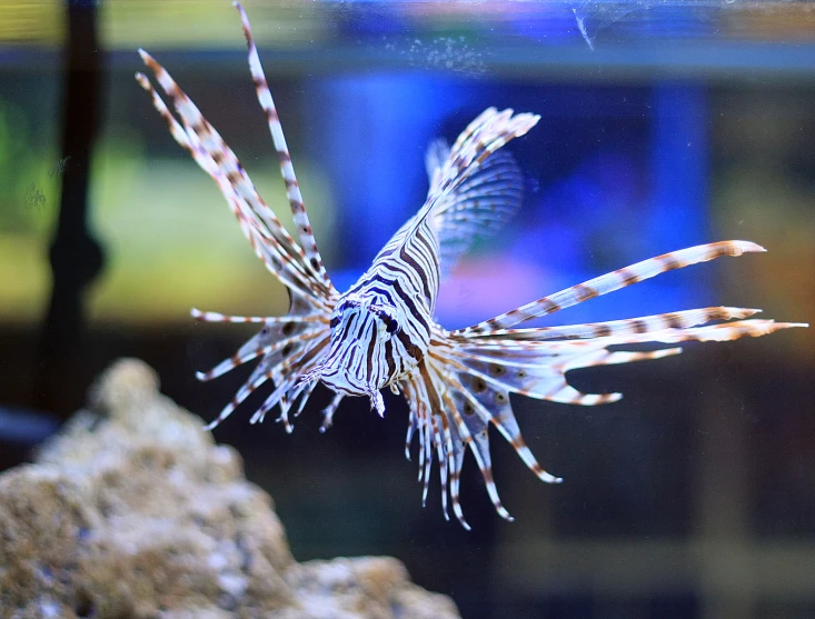 a lionfish with black and white striped hair