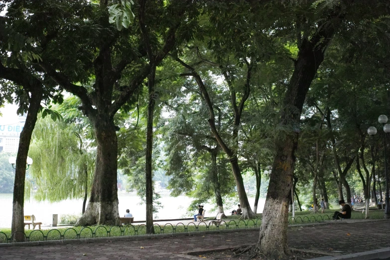 a view of several benches and trees with the water behind them