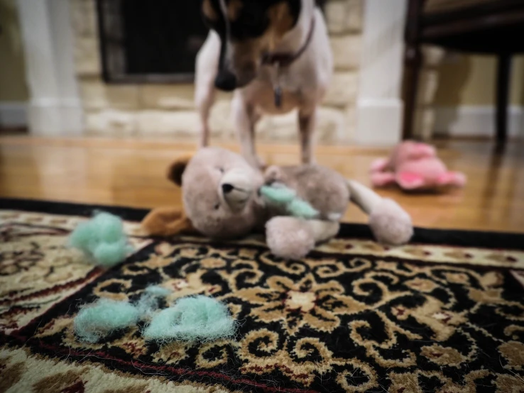 small dog with stuffed toy on a rug