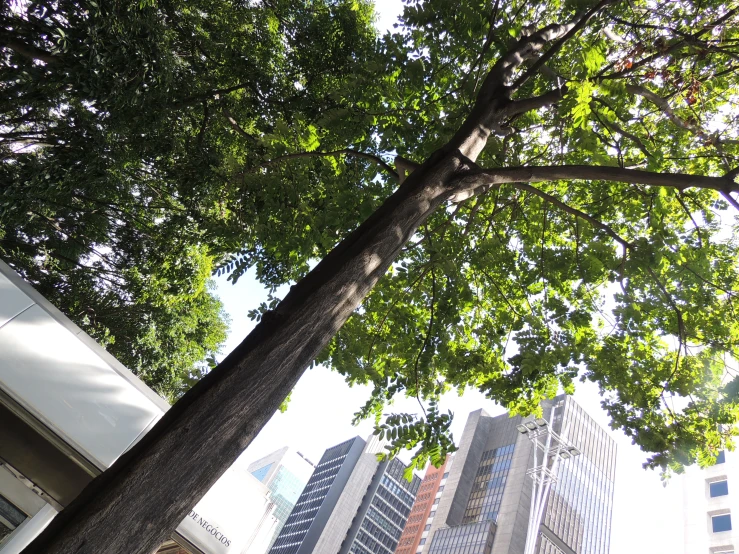 a tree with lots of green leaves in front of buildings