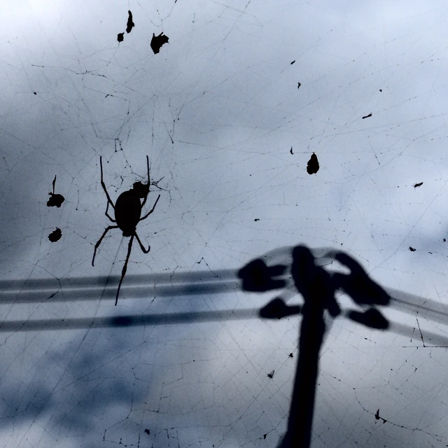 a spider sits in front of the camera of an upside down light