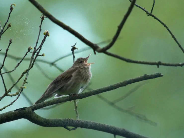 a bird singing on top of a tree