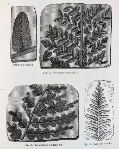 an old book with some pictures of plants in it