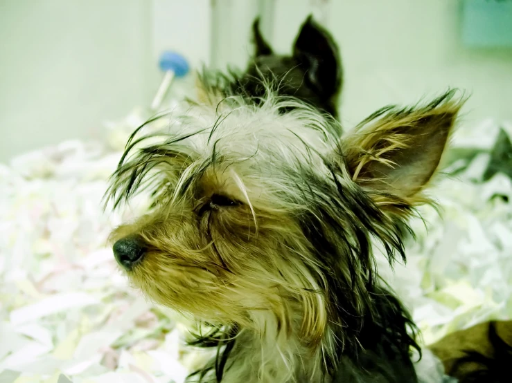 a cute little dog sitting in a pile of paper