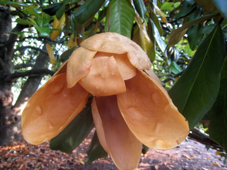 flower in a fruit tree covered with raindrops