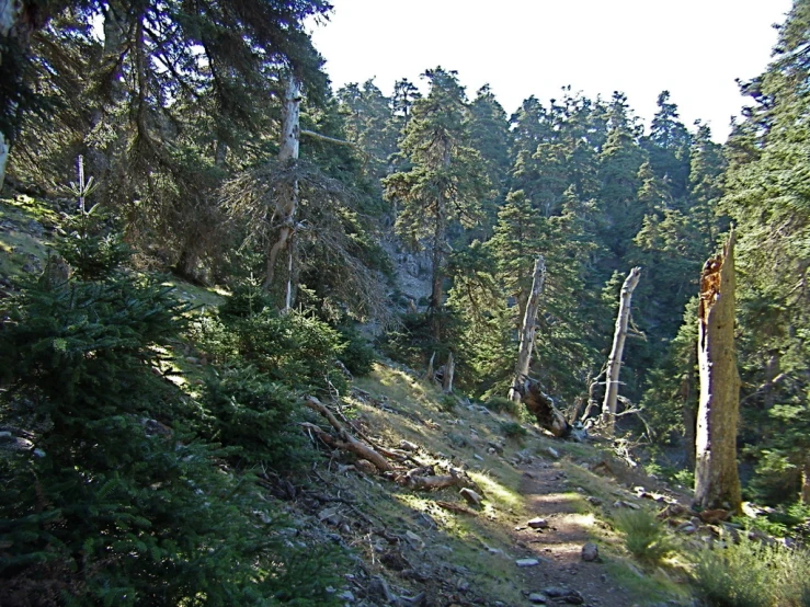 a trail runs through an area surrounded by tall, tree - lined mountains