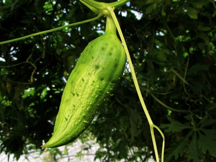 green seed pods hanging upside down from the tree