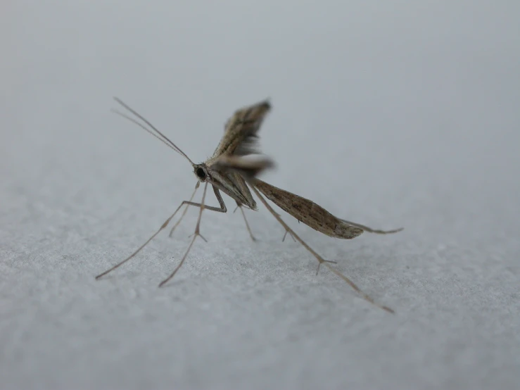 a mosquito insect spreads its wings on white surface