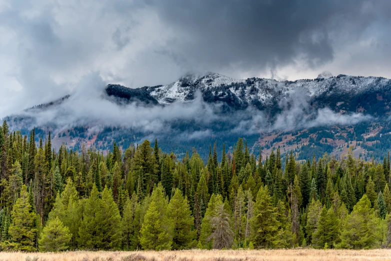 the top of a mountain is covered with clouds, trees, and grass