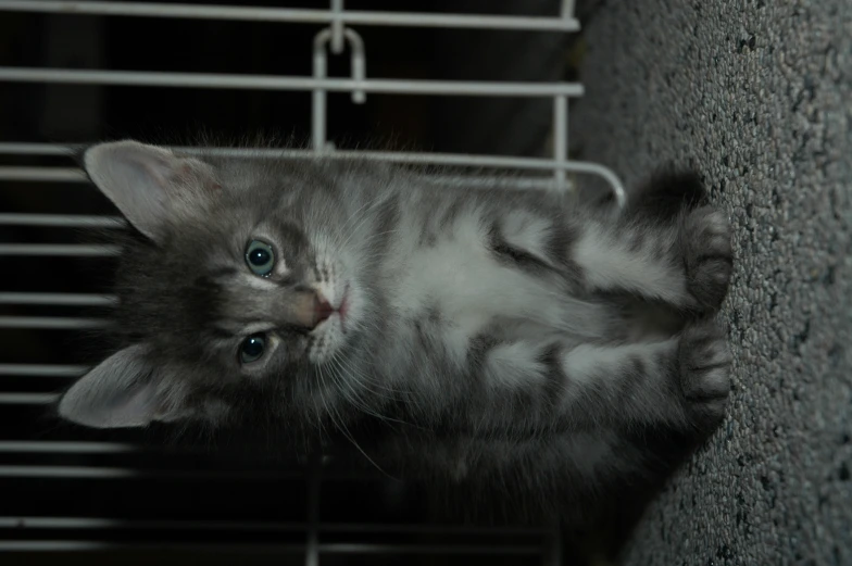 a little gray and white kitten sitting inside of a cage