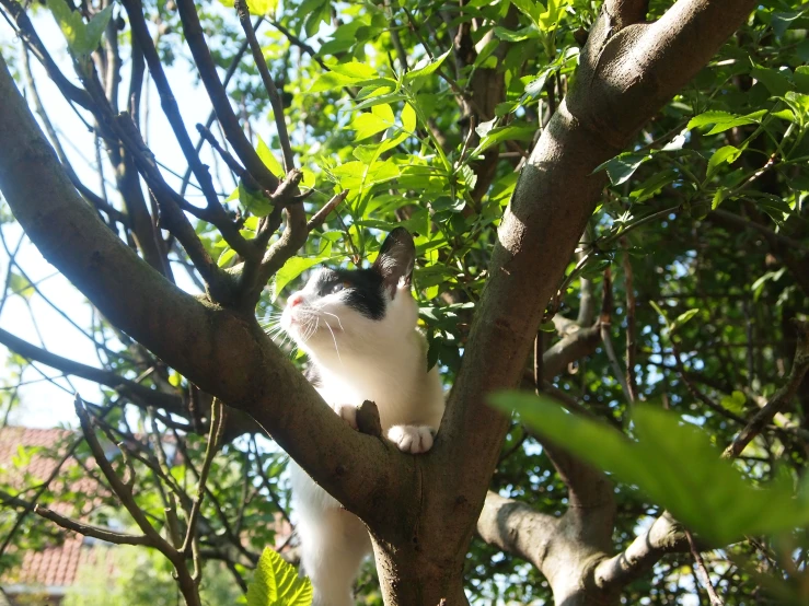 a cat sits on the nch of a tree in the shade