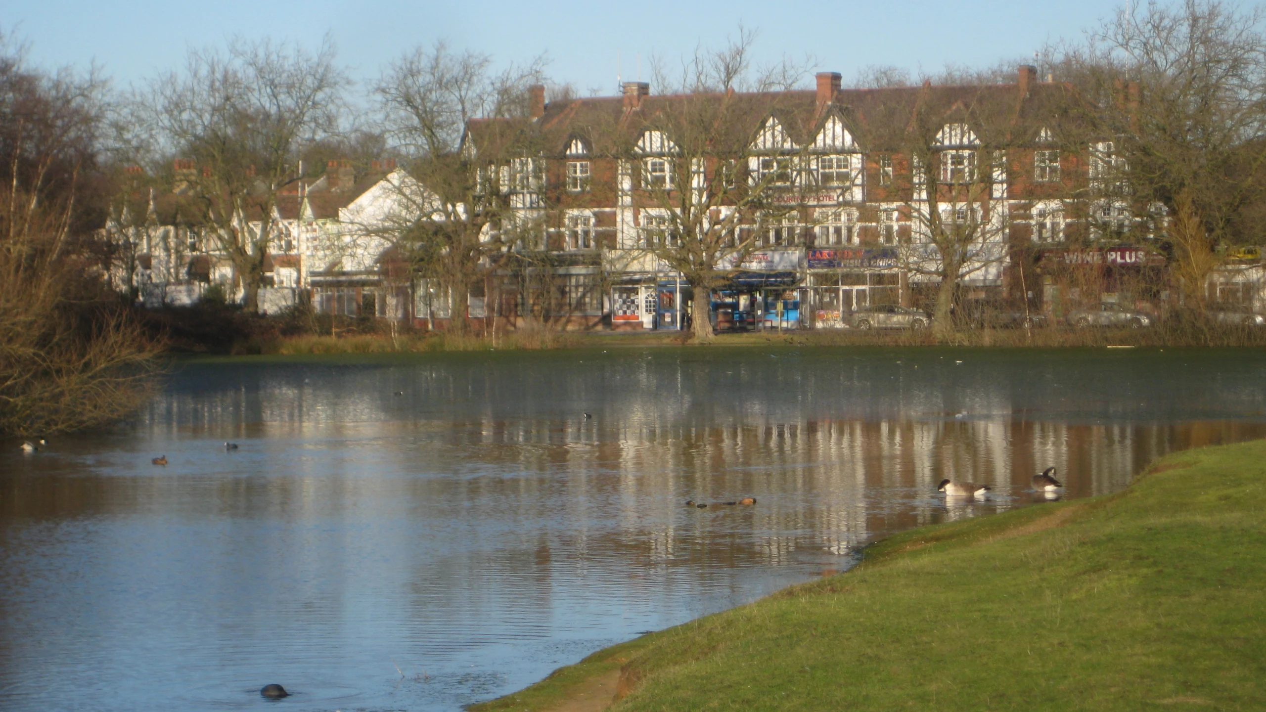 several swans swimming in a lake near tall buildings