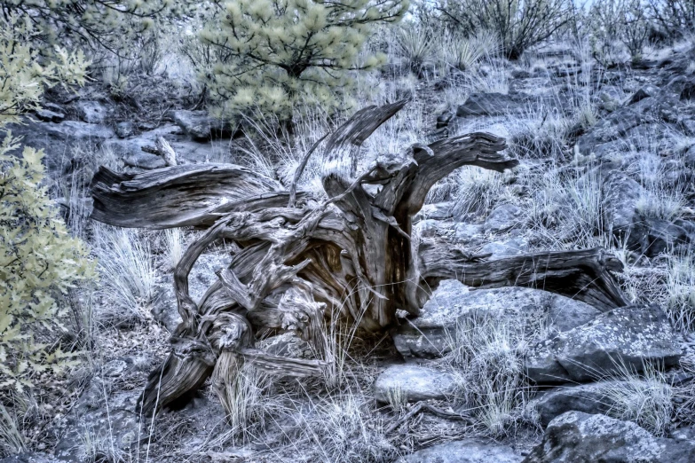 an old stump of tree standing out in the wild