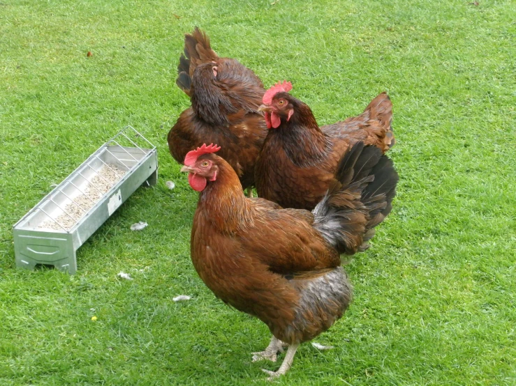 two chickens standing next to a box of food