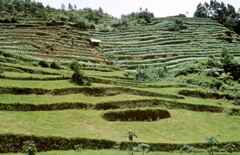 a hill with many circular hedges along the side
