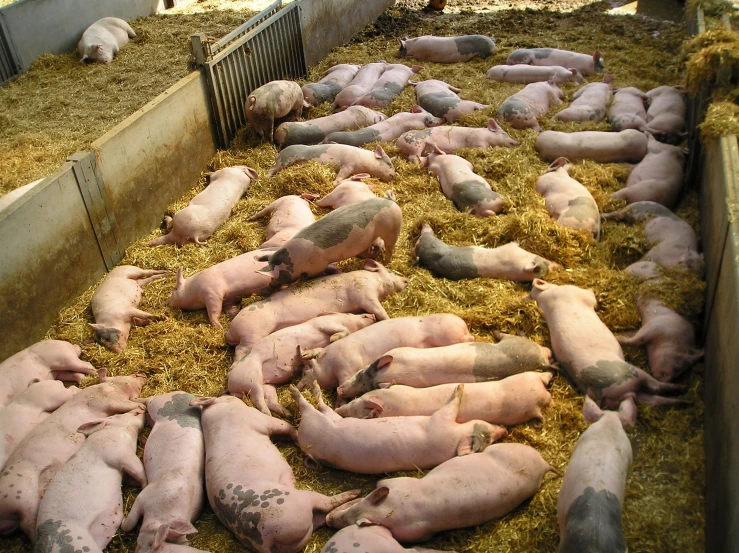 pigs gathered together in the stall for sale