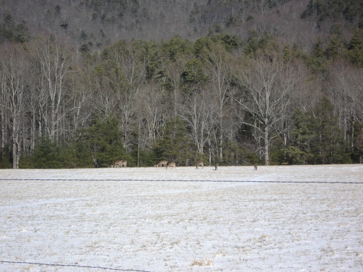 three deer grazing on trees in a snow covered landscape