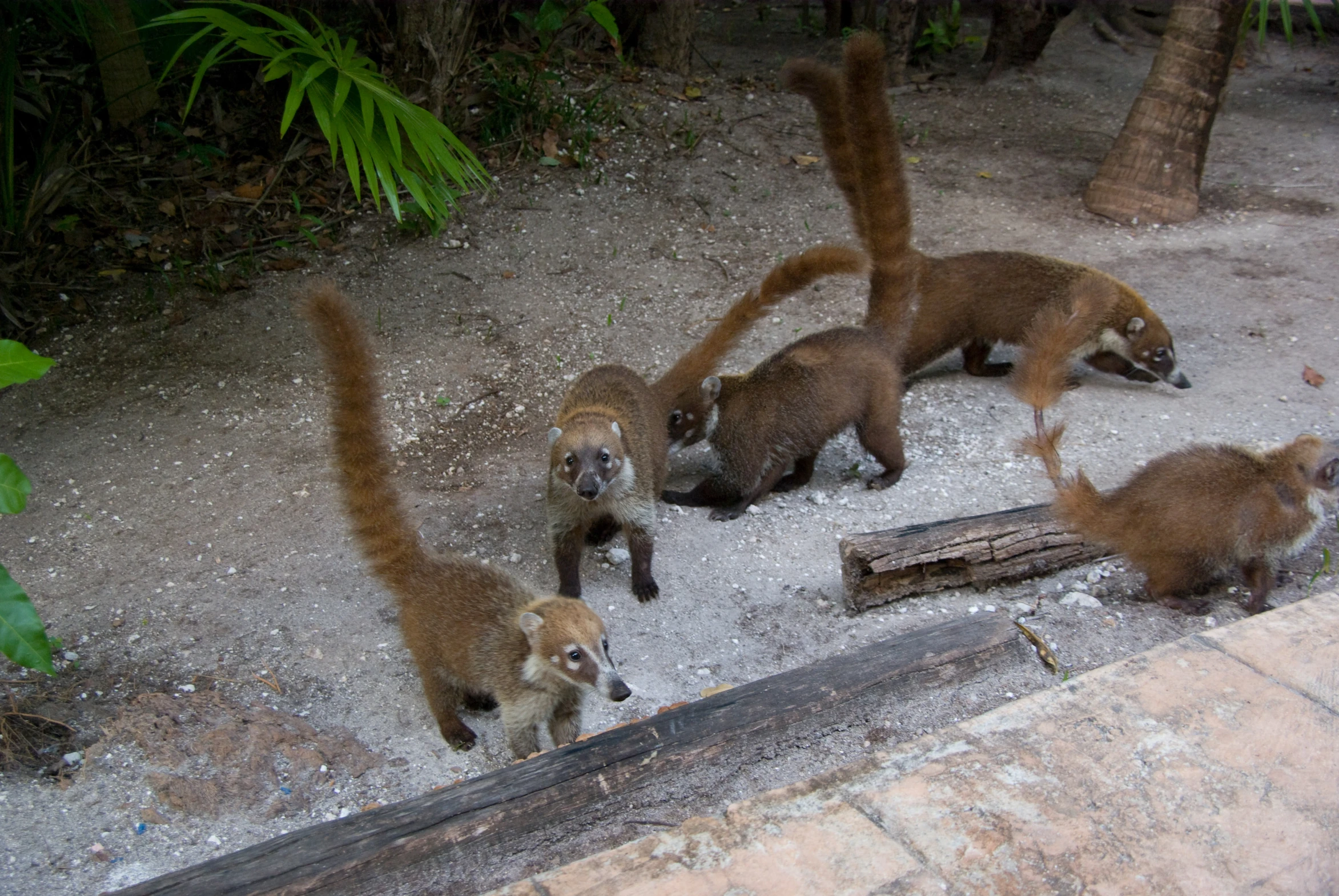 small, skinny brown animals on a sandy path