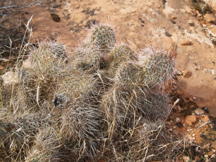 a prick plant with large spikes and short, green leaves