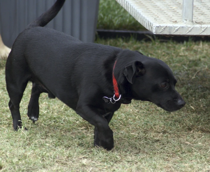 a black dog with a red collar walks