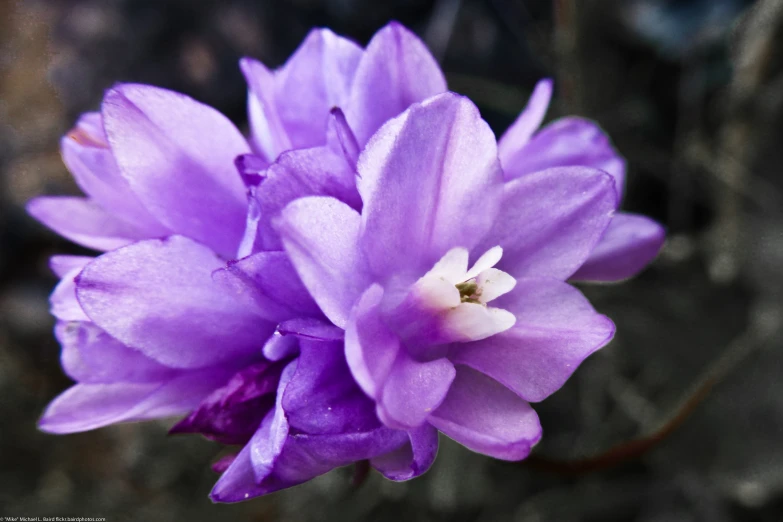 a purple flower with one white center and a few green leaves