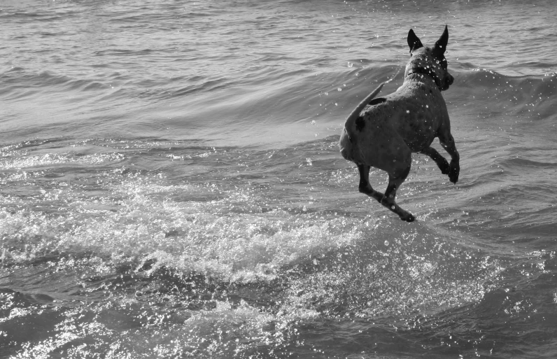 the dog is jumping in the air on the beach