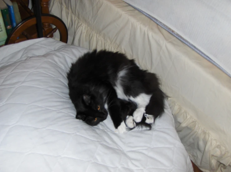 a black and white cat laying on top of a bed