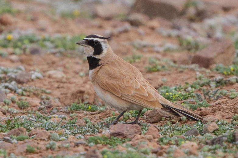 a little bird on a rocky patch of ground