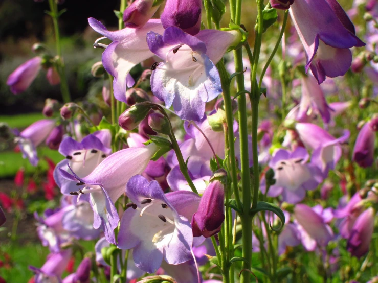 a bunch of pretty purple flowers that are by some grass