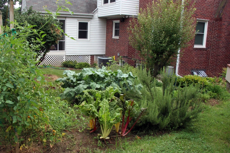 green vegetables growing in the corner of a home garden