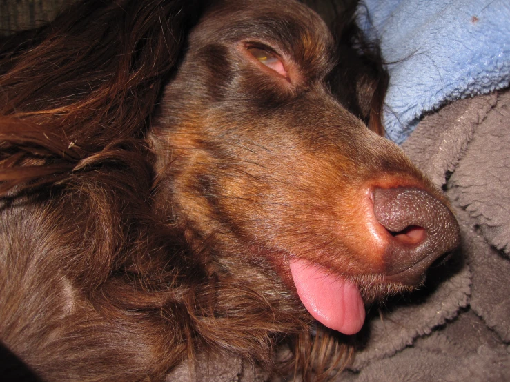 a brown dog with its tongue out near some blankets