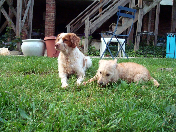 two brown dogs laying on top of a grass covered field