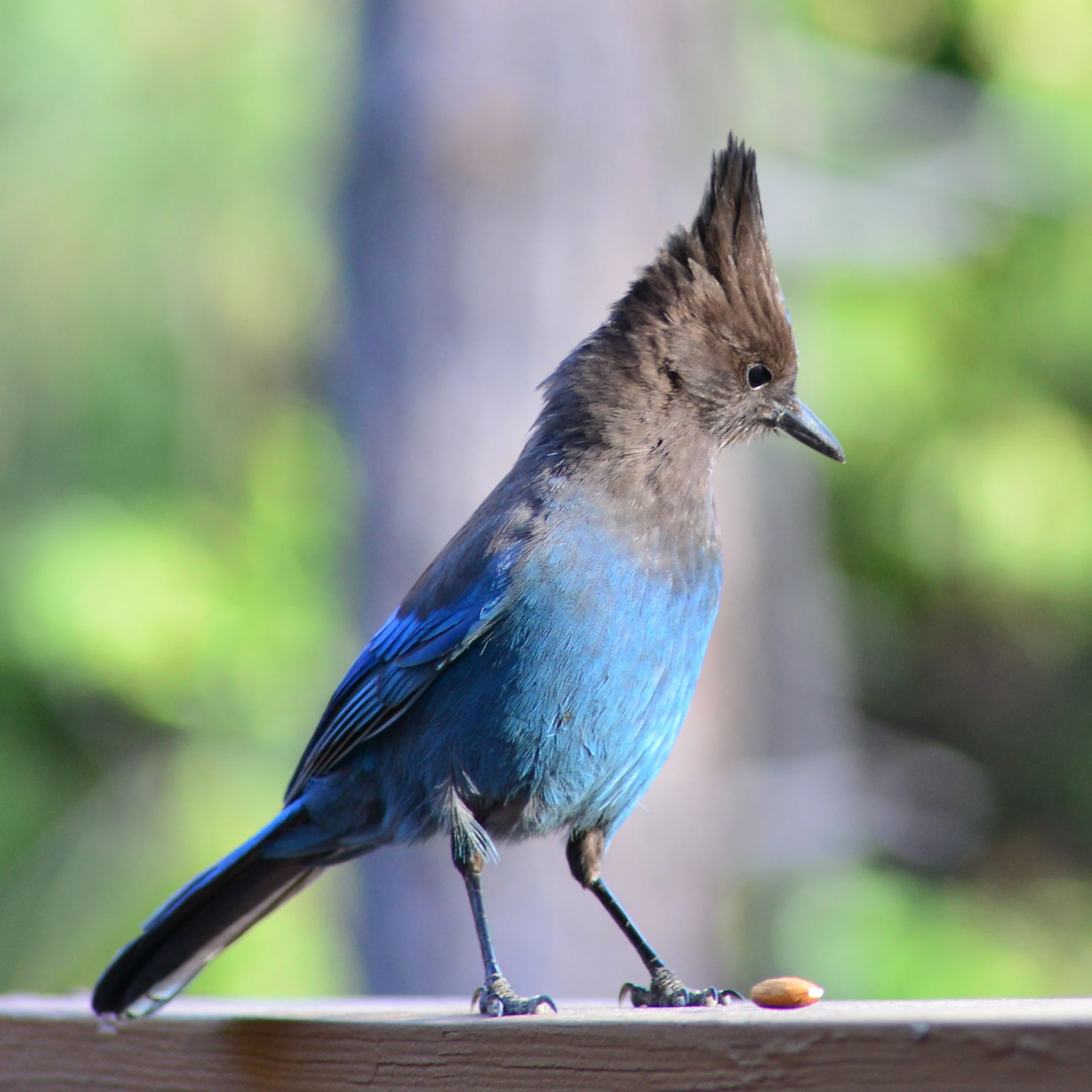 a blue bird perched on the wooden post