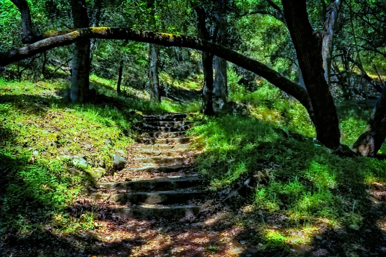 a wooden path running through a lush green forest