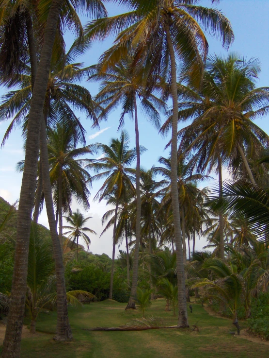 there are many palm trees near a grassy area