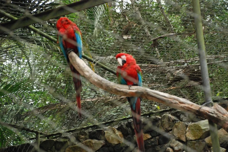 two red and blue macaws sit on the nch of a tree