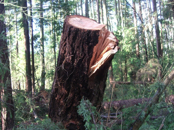 a fallen tree in the woods near trees