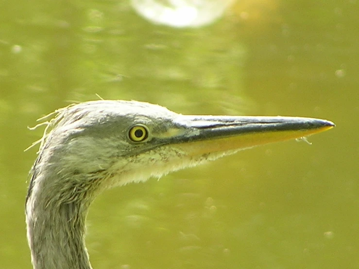 a bird looks toward the camera while standing in front of some water
