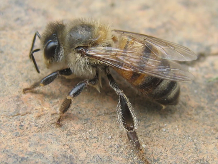 a bee sitting on a stone surface