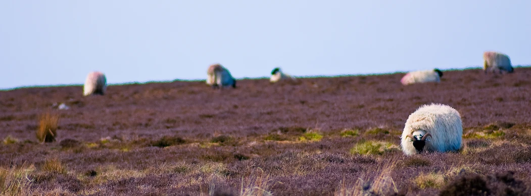 sheep with heads down grazing on a field