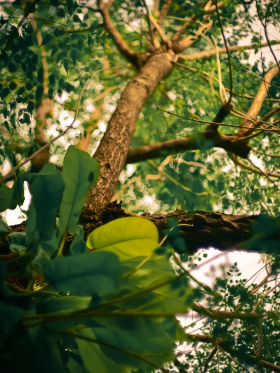 the tree is surrounded by leaves and vines