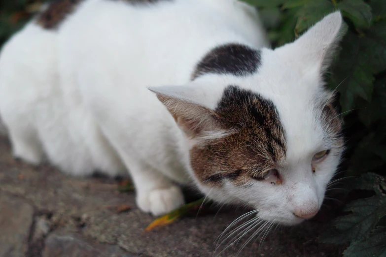 a white cat with dark spots sitting in a garden