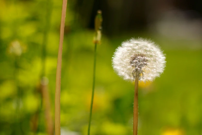 a seed on the tip of a dandelion