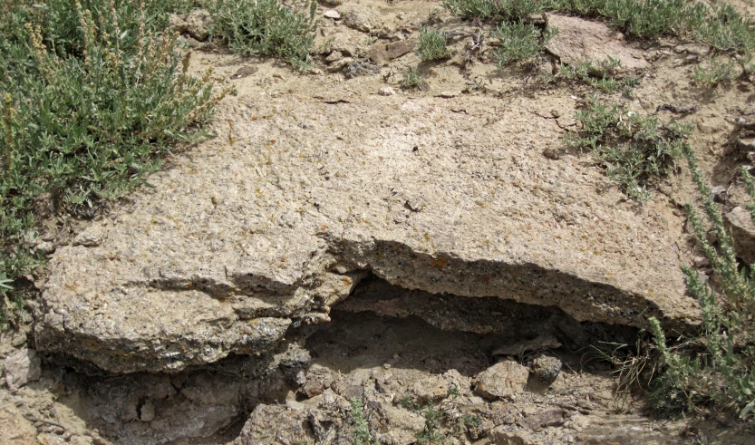 the soil has many small pieces of rock