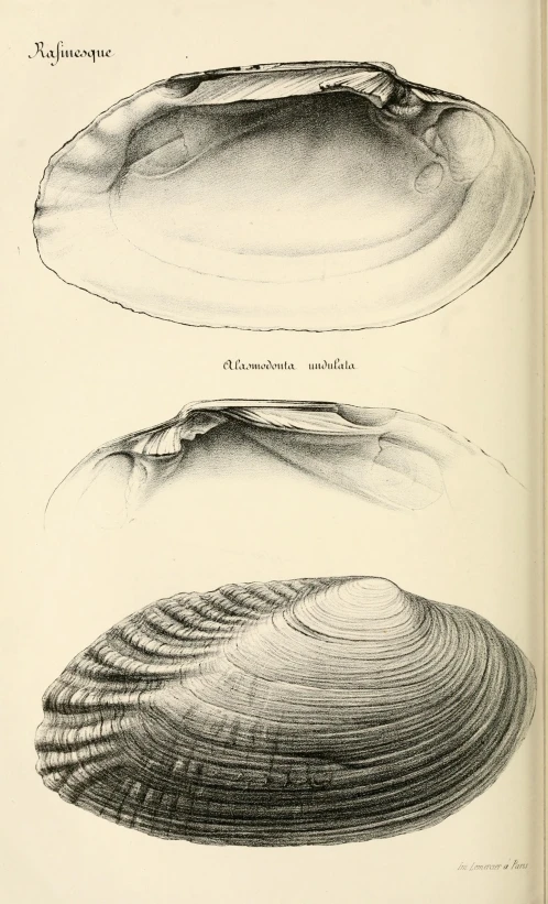 an old book showing three illustrations of a seashell