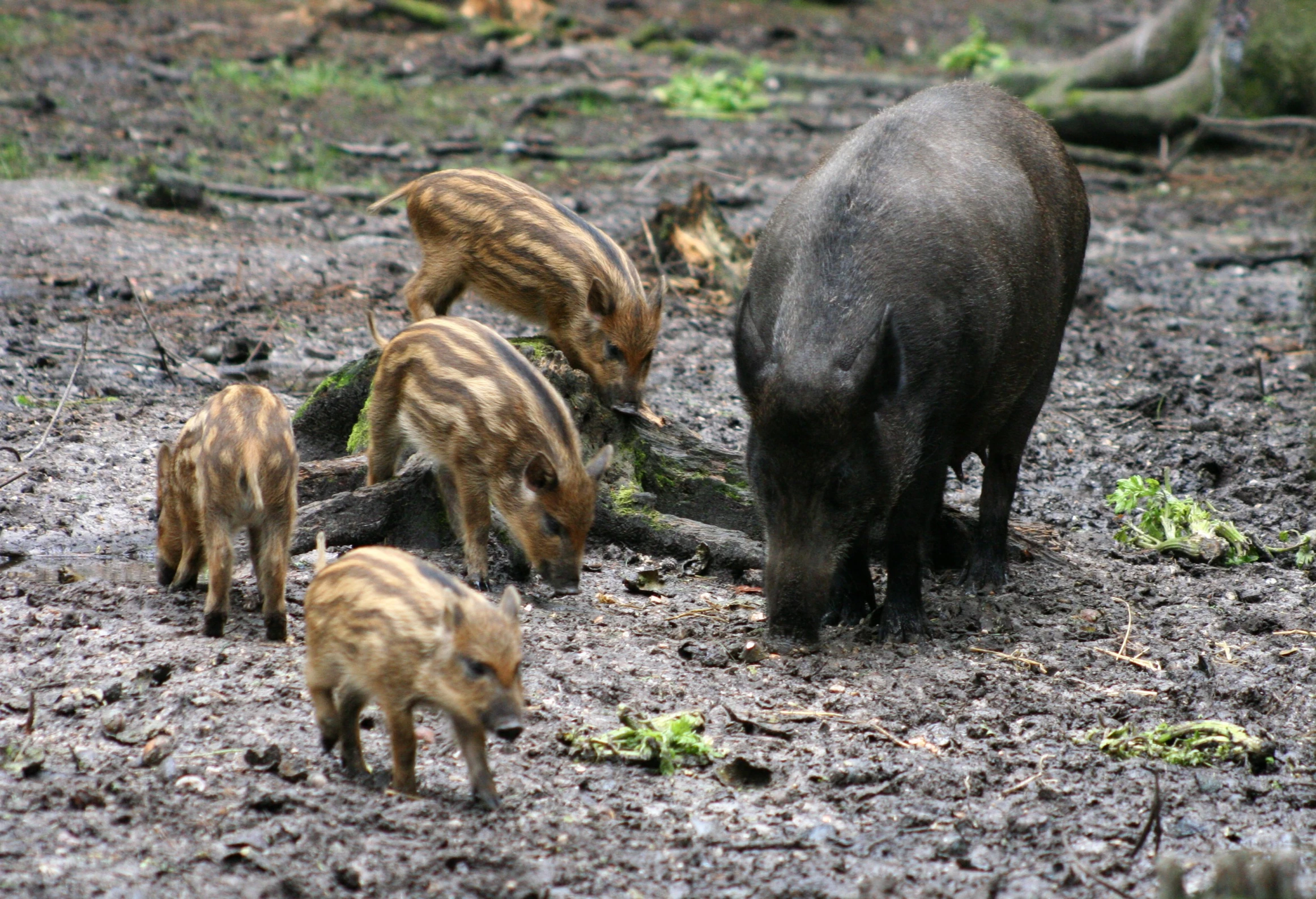 some animals grazing together in the dirt