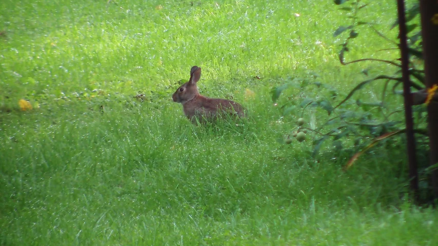 the bunny rabbit is sitting in a field